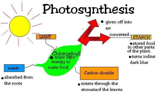 Essay photosynthesis process